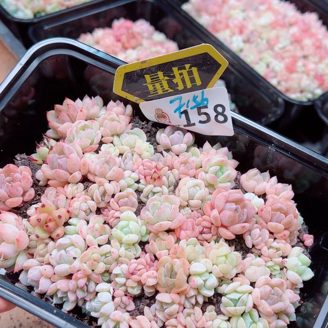 多肉植物多肉植物