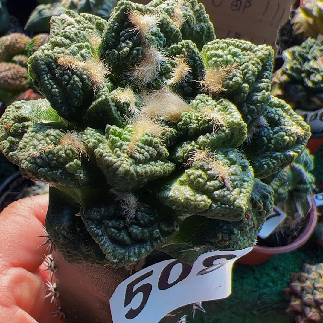 无花朵龟甲牡丹508