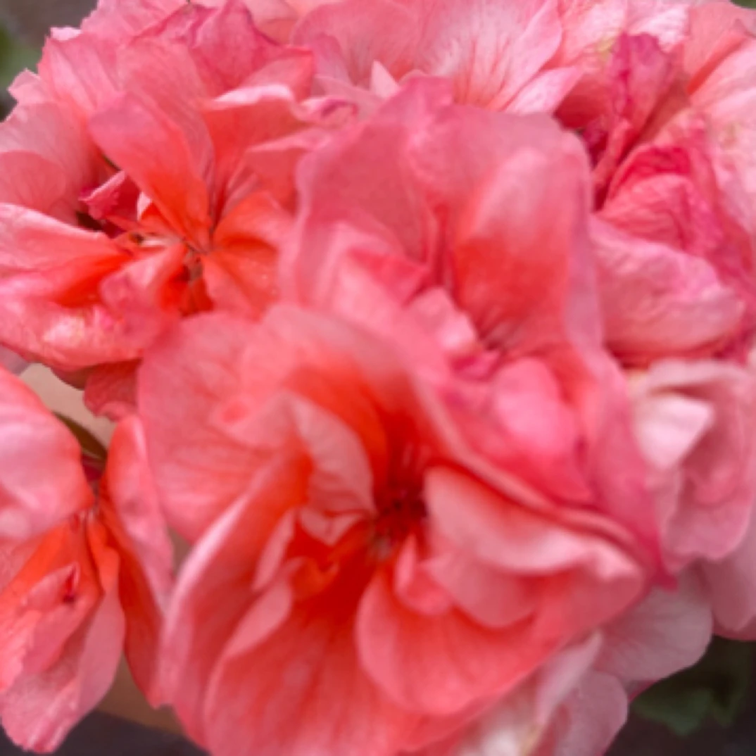 高地浮雕二号耐热勤花天竺葵