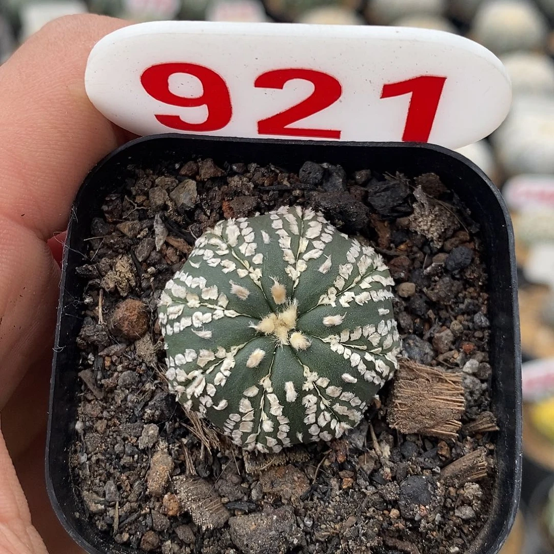 921福利了咯特价啦