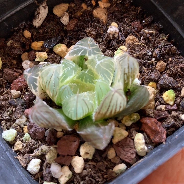 白赤线玉露锦带盆土发货