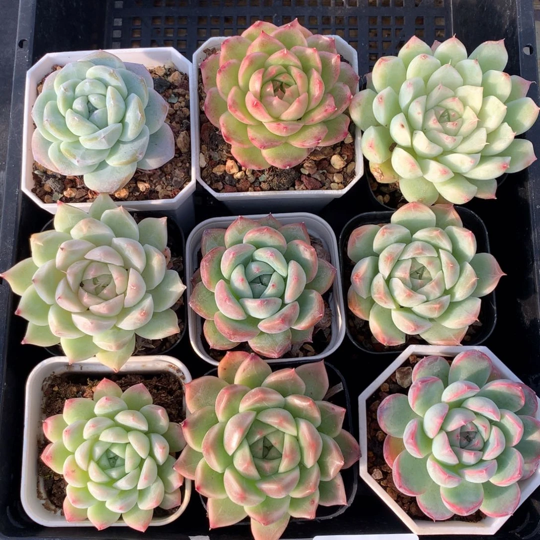 1112-26 套餐一组