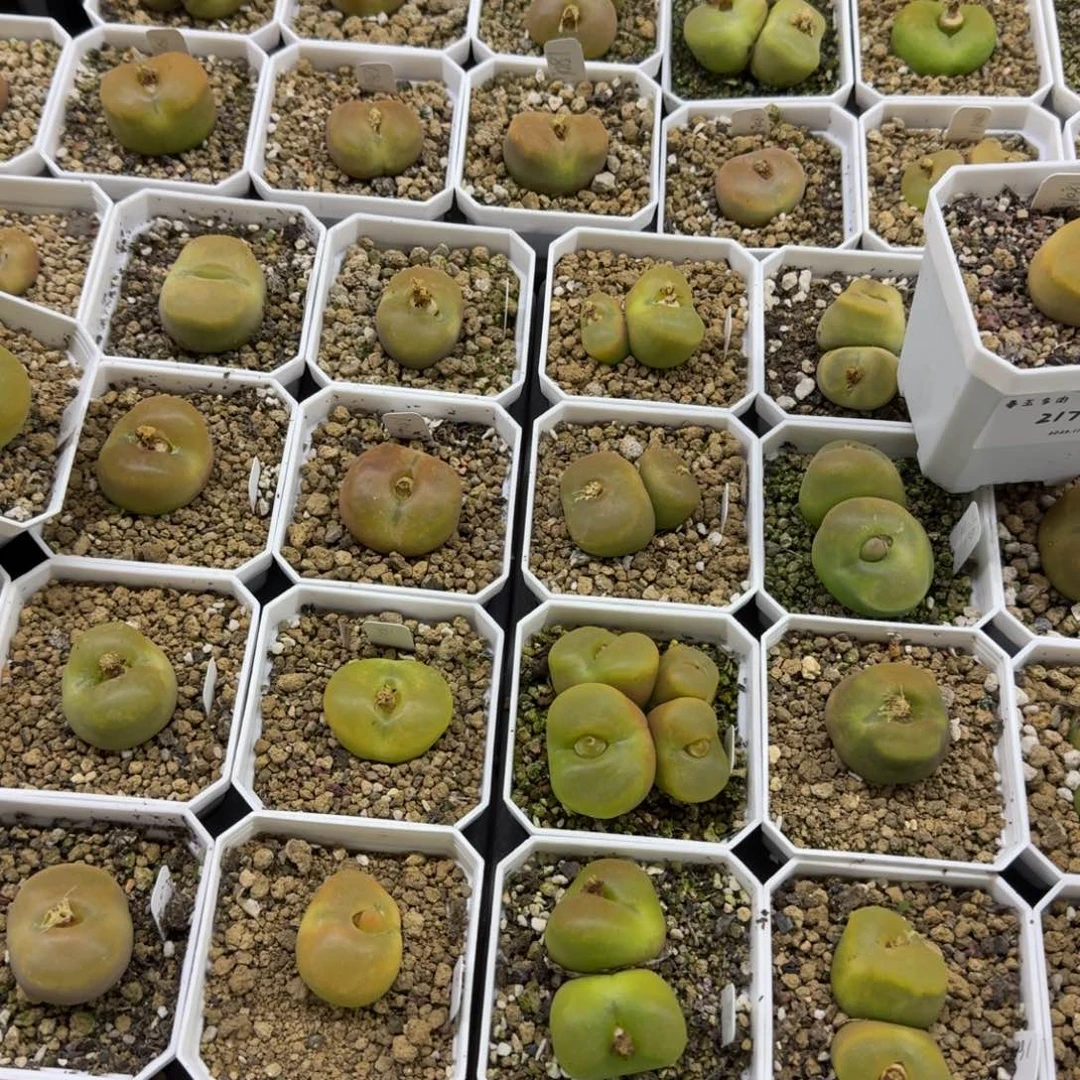 呜***呼多肉多肉多肉卓念念15元