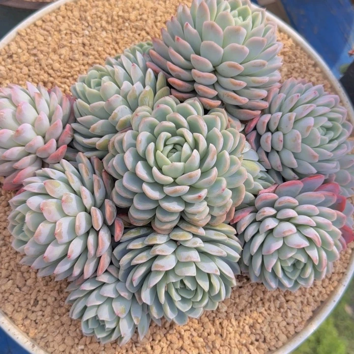 晚晴 一物一拍的多肉植物