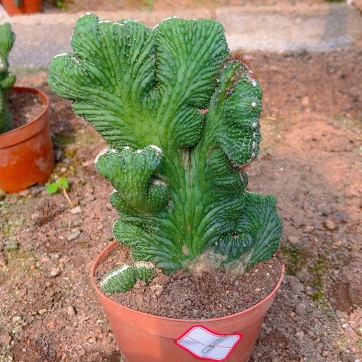 一物一拍脱土发货