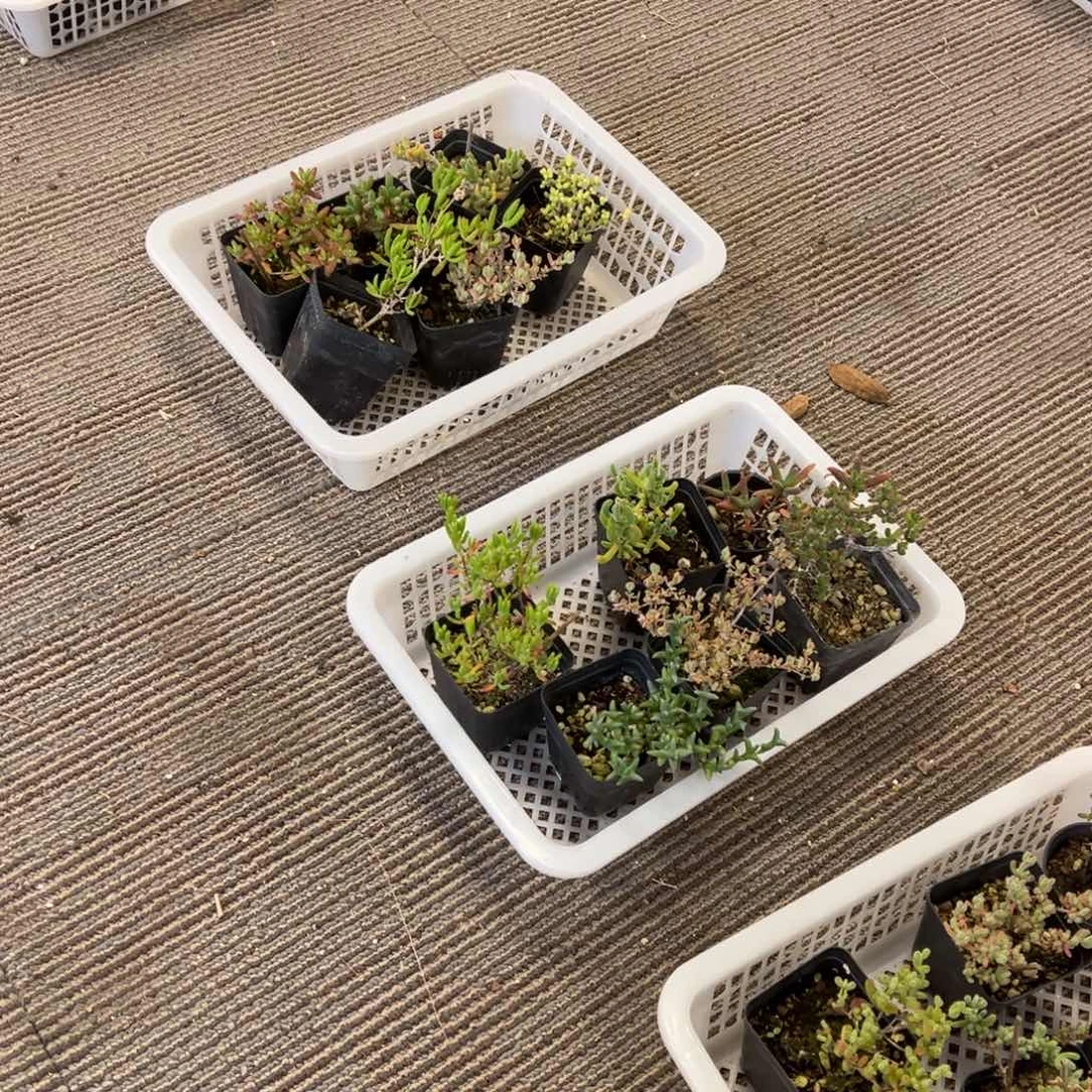 小套餐老桩福利6颗