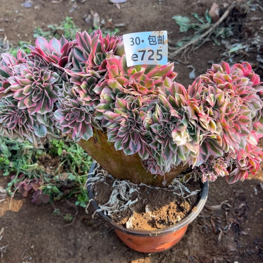 725女巫缀多肉法师