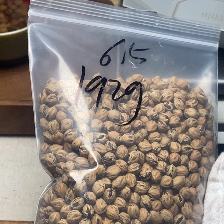 吊坠柏香籽/百香籽