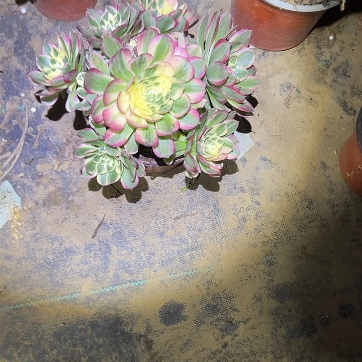 天****店多肉法师植物链接57