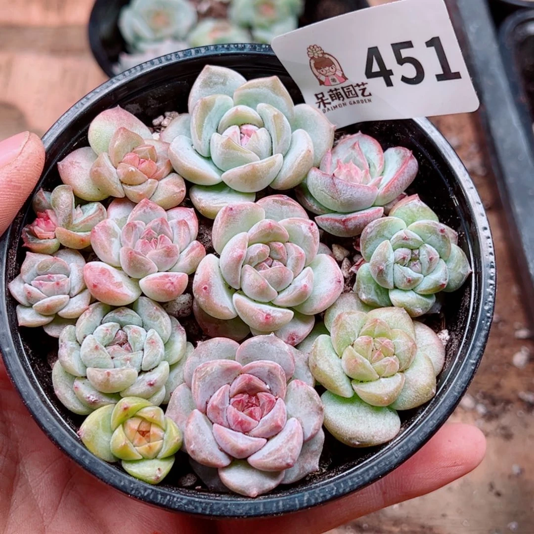 当前无花朵，栽培后可花朵