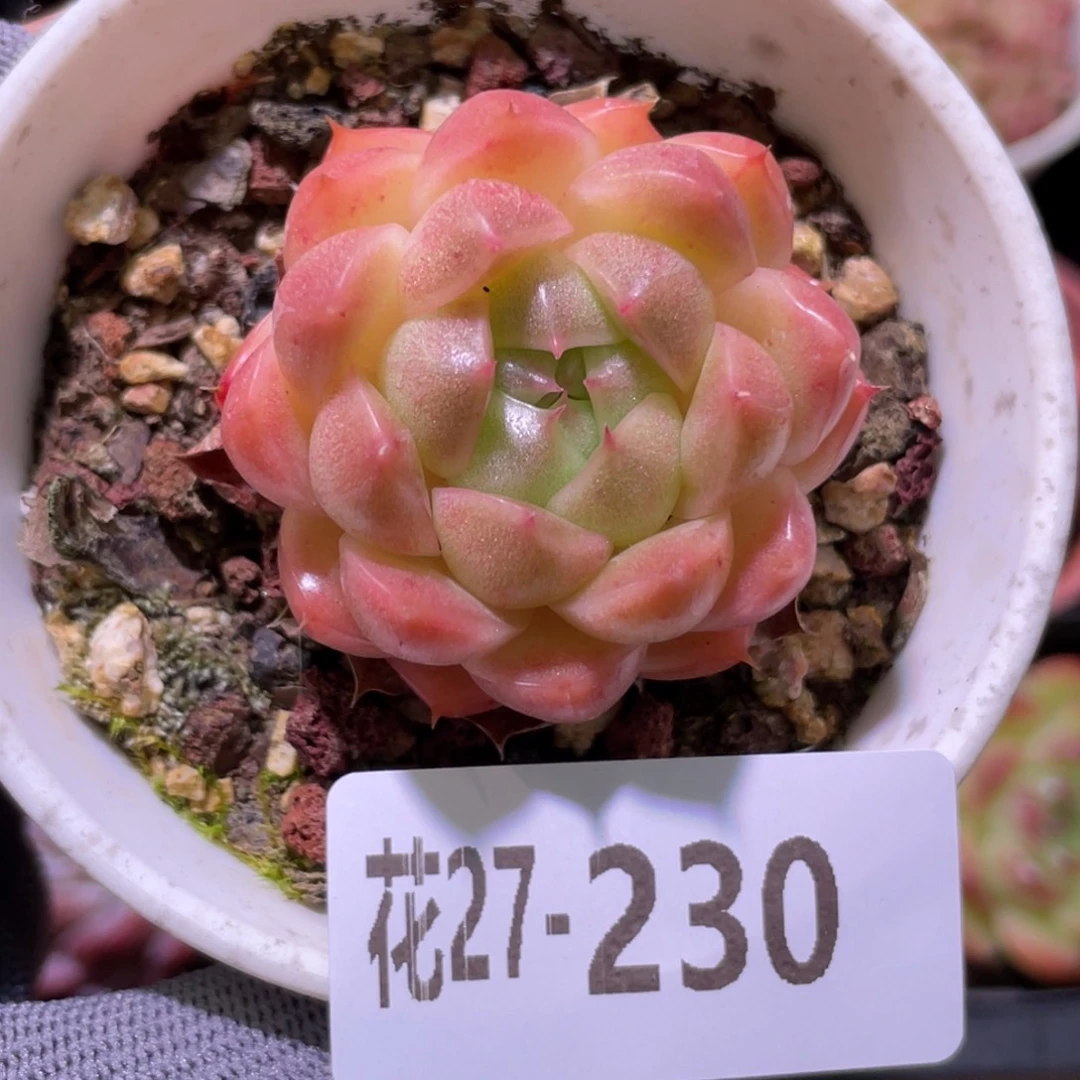 花利美27-230麦秆