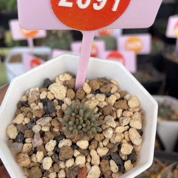 红花韧锦一棵2691