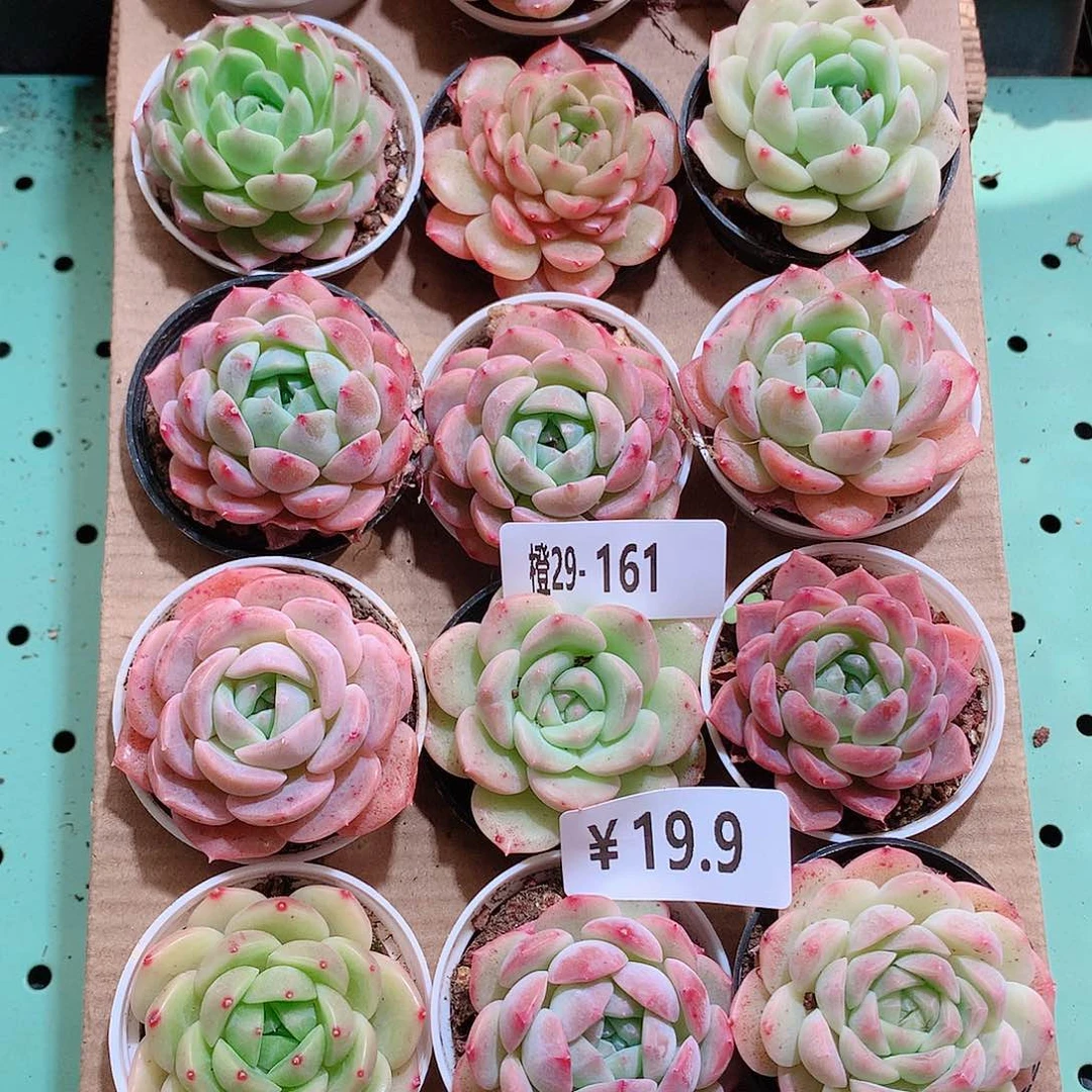 29-161一物一拍带盆18颗