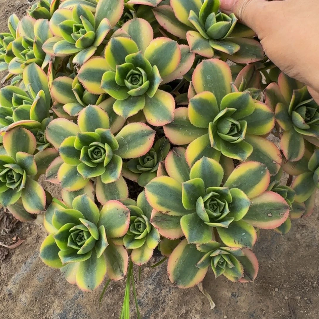 无花朵470多肉植物捧花的
