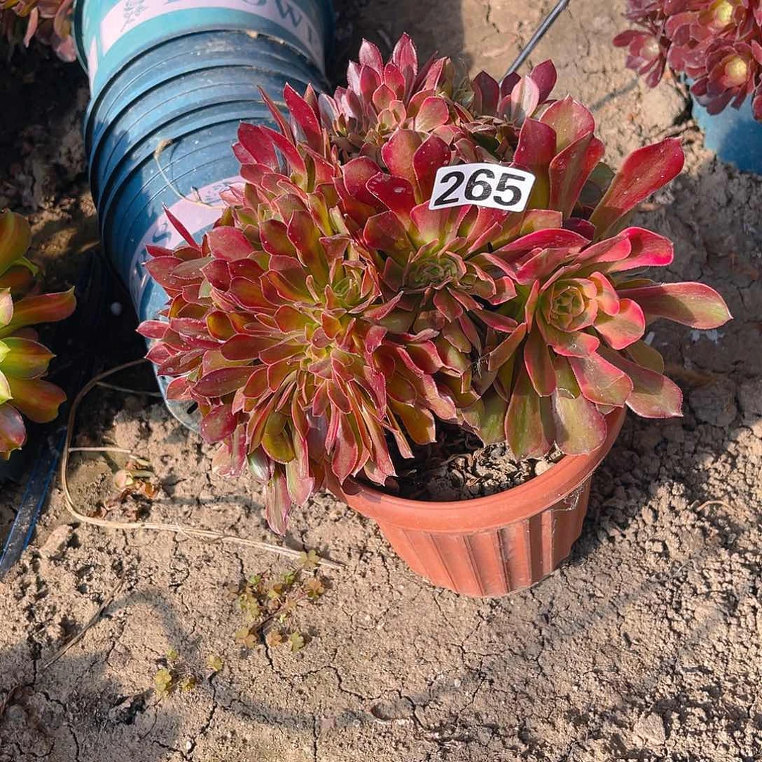 法师法师13-46包邮法师