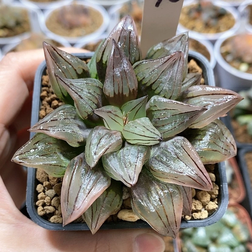 【闪购商品】96西瓜寿