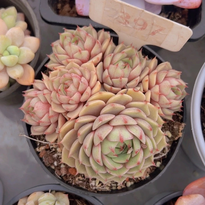 健健康康平平安安