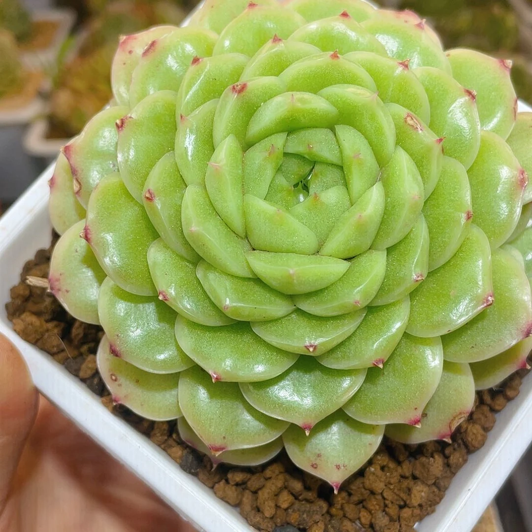 390y-11母本哈哈哈