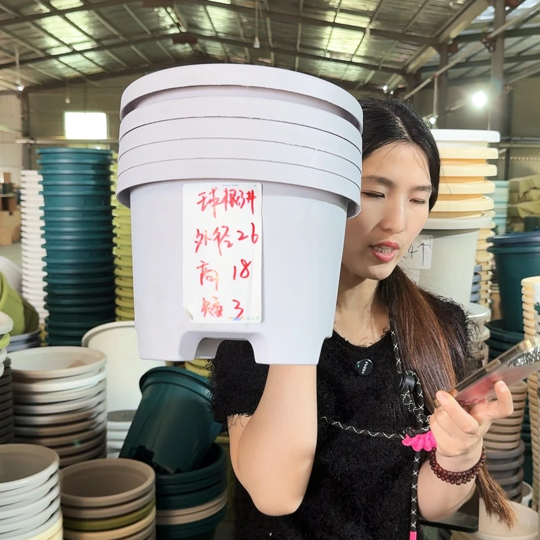 球根3#无拖浅紫6个
