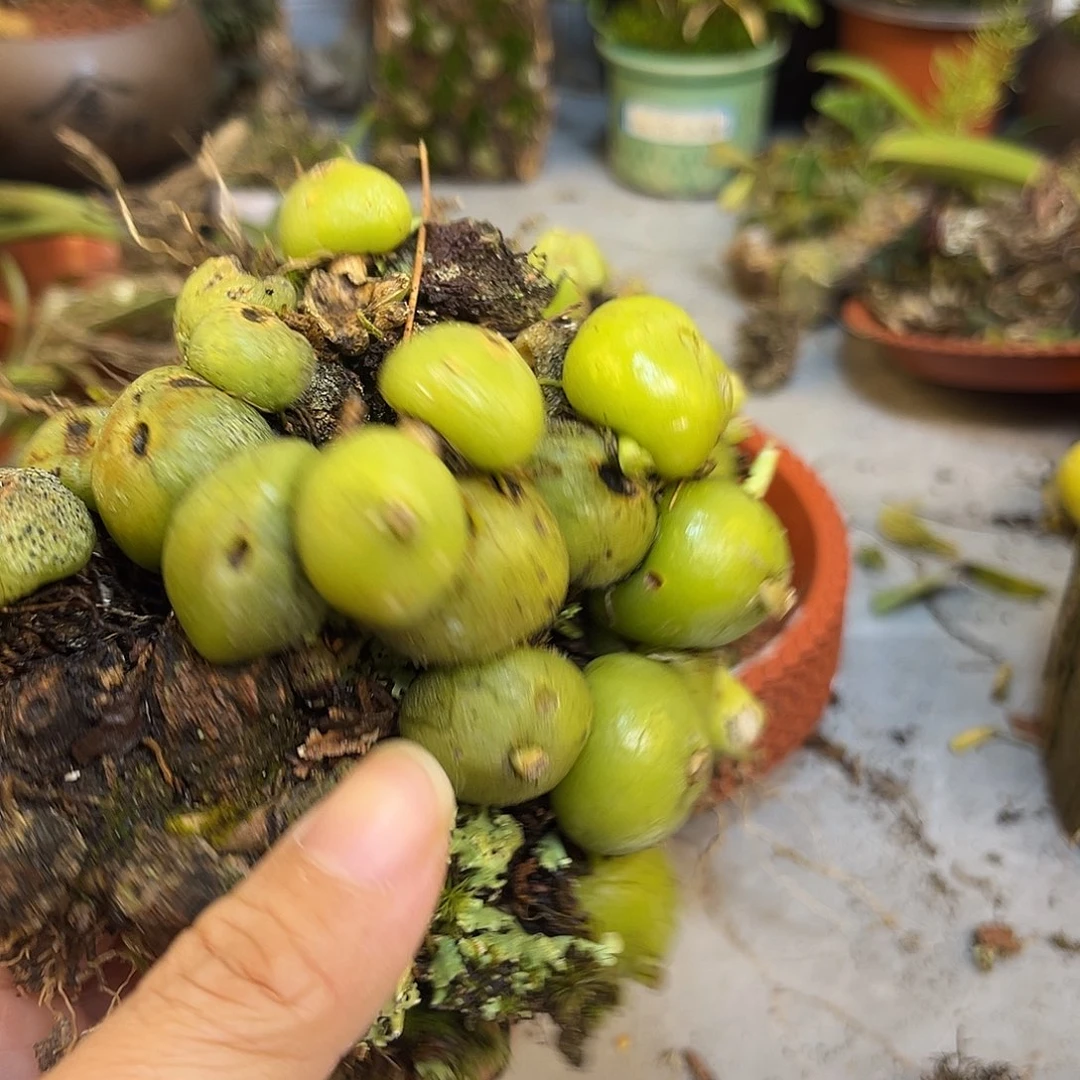 ?***?10。。。。。。。。。。。。。