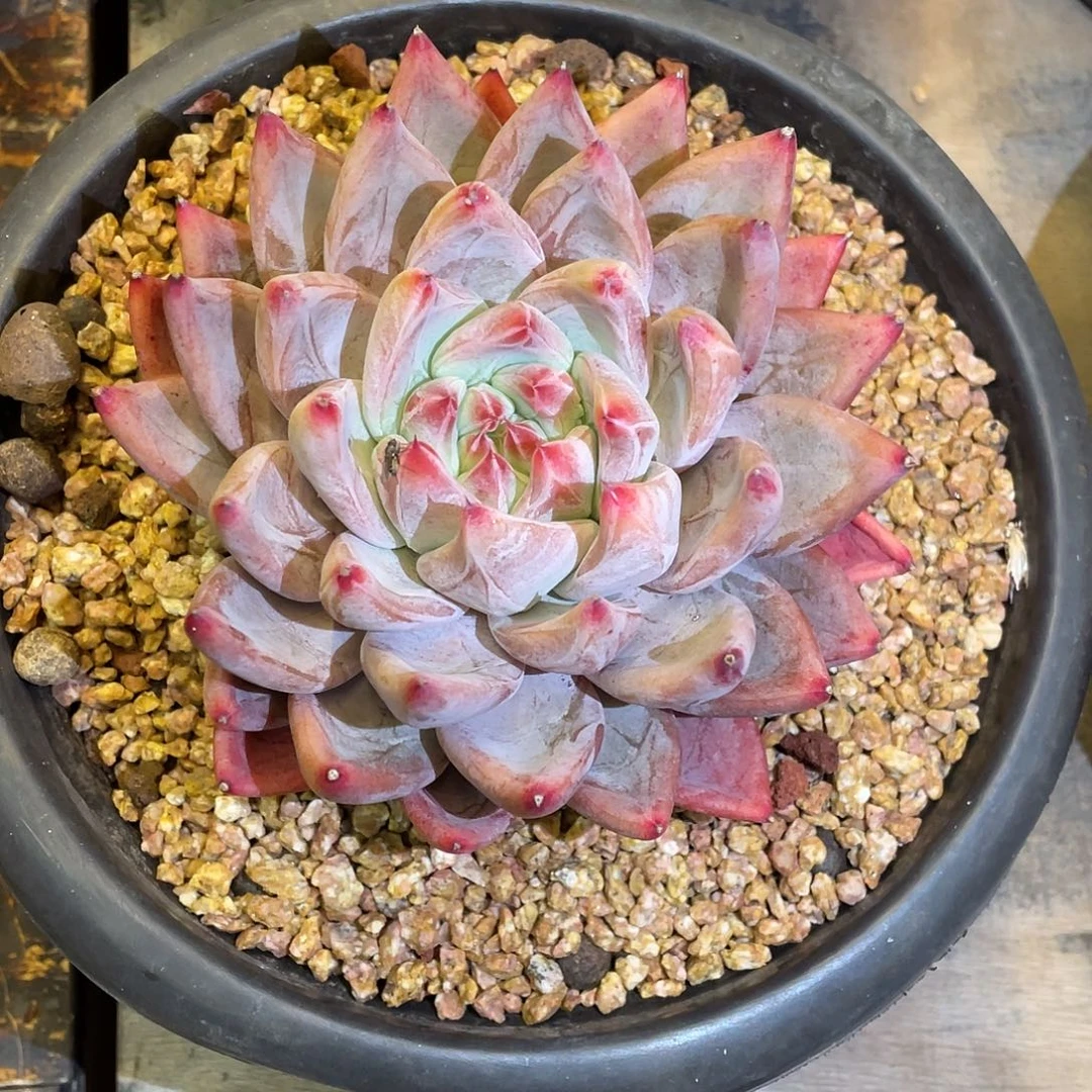 过***天多肉植物一物一拍