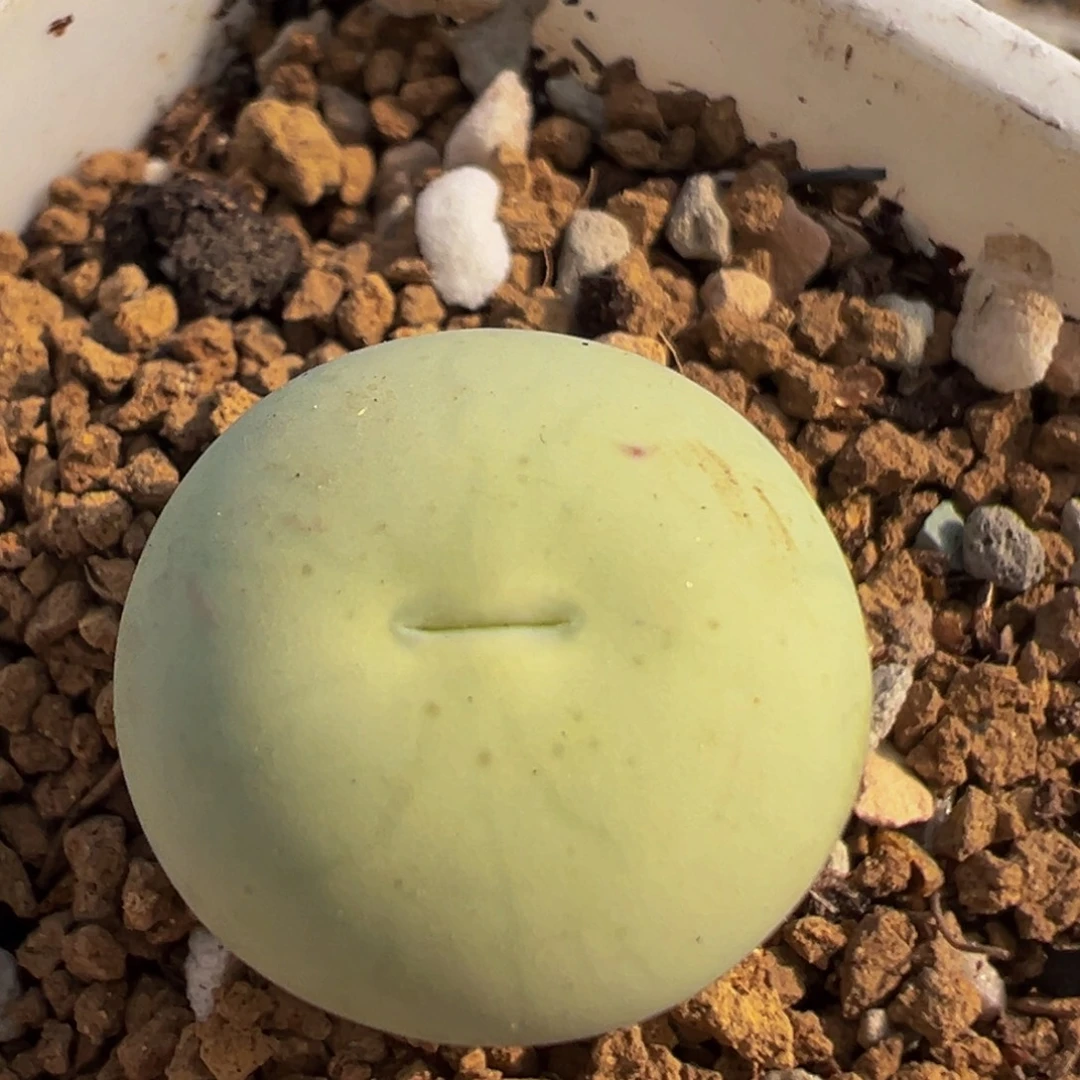 菲***焙22多肉植物百科植物