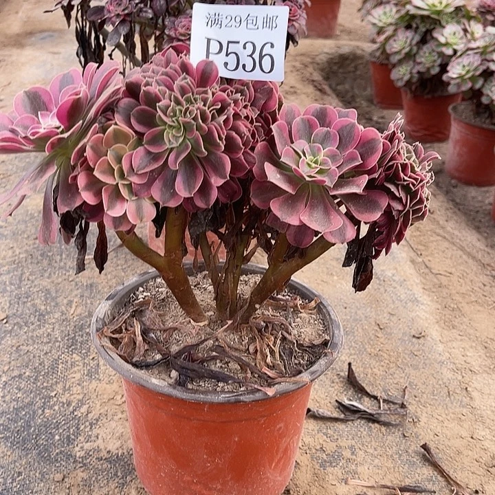 536美杜莎缀多肉植物