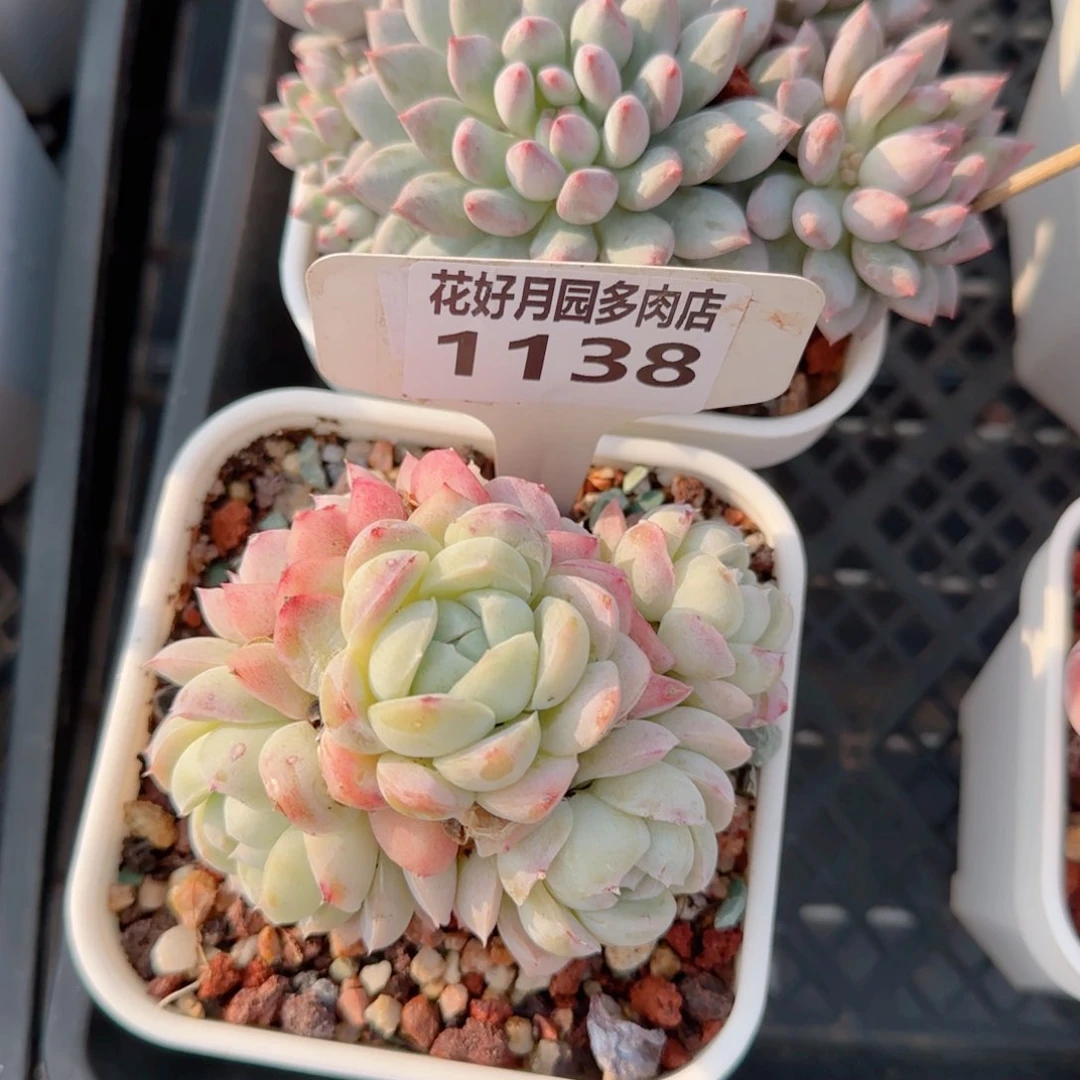 妞*熊多肉植物1138………..