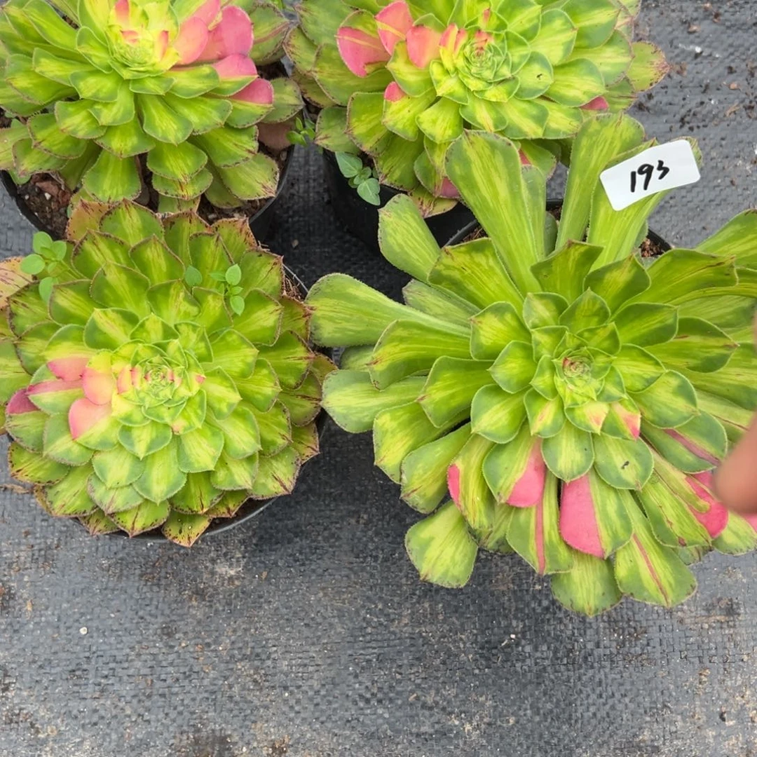 193知否多肉多肉植物