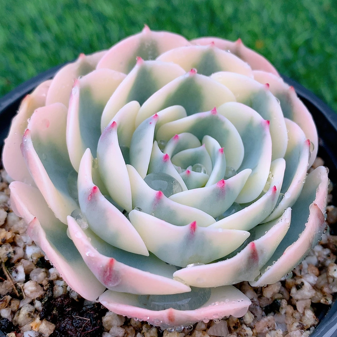 玉蝶锦小单头精品多肉植物盆栽阳台花卉好养一单包邮