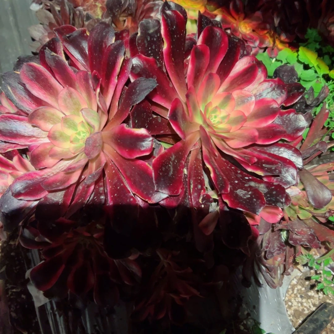 714 号多肉植物法师新年福利