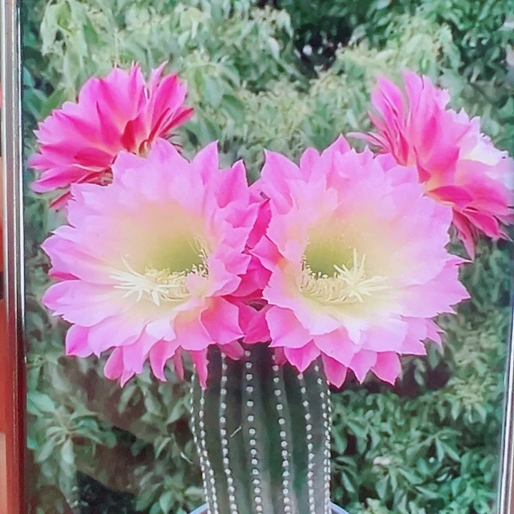 毛花柱河岸侧芽拍一发二