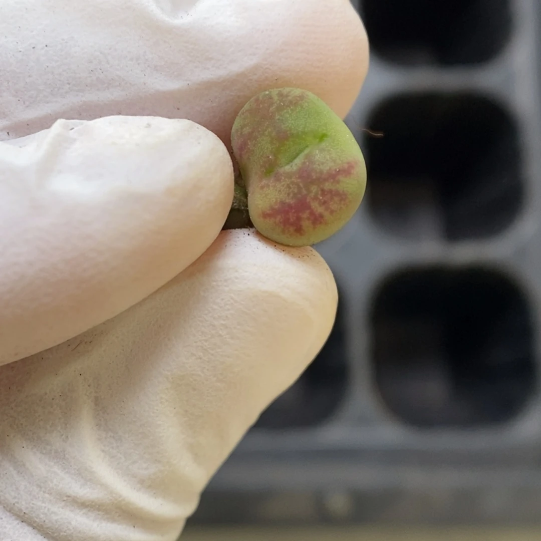 多肉植物肉锥杂交K-2599