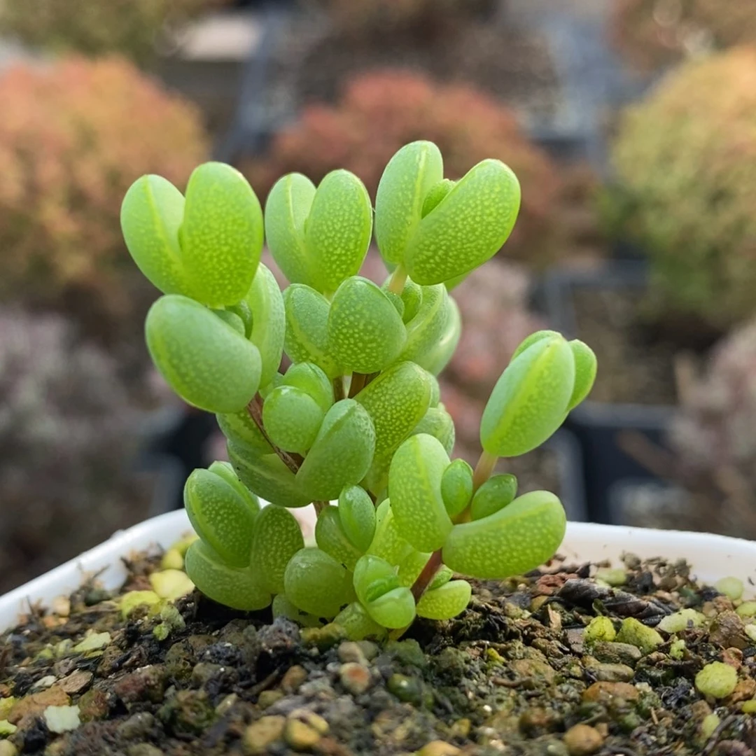 元宝5021枝干番杏