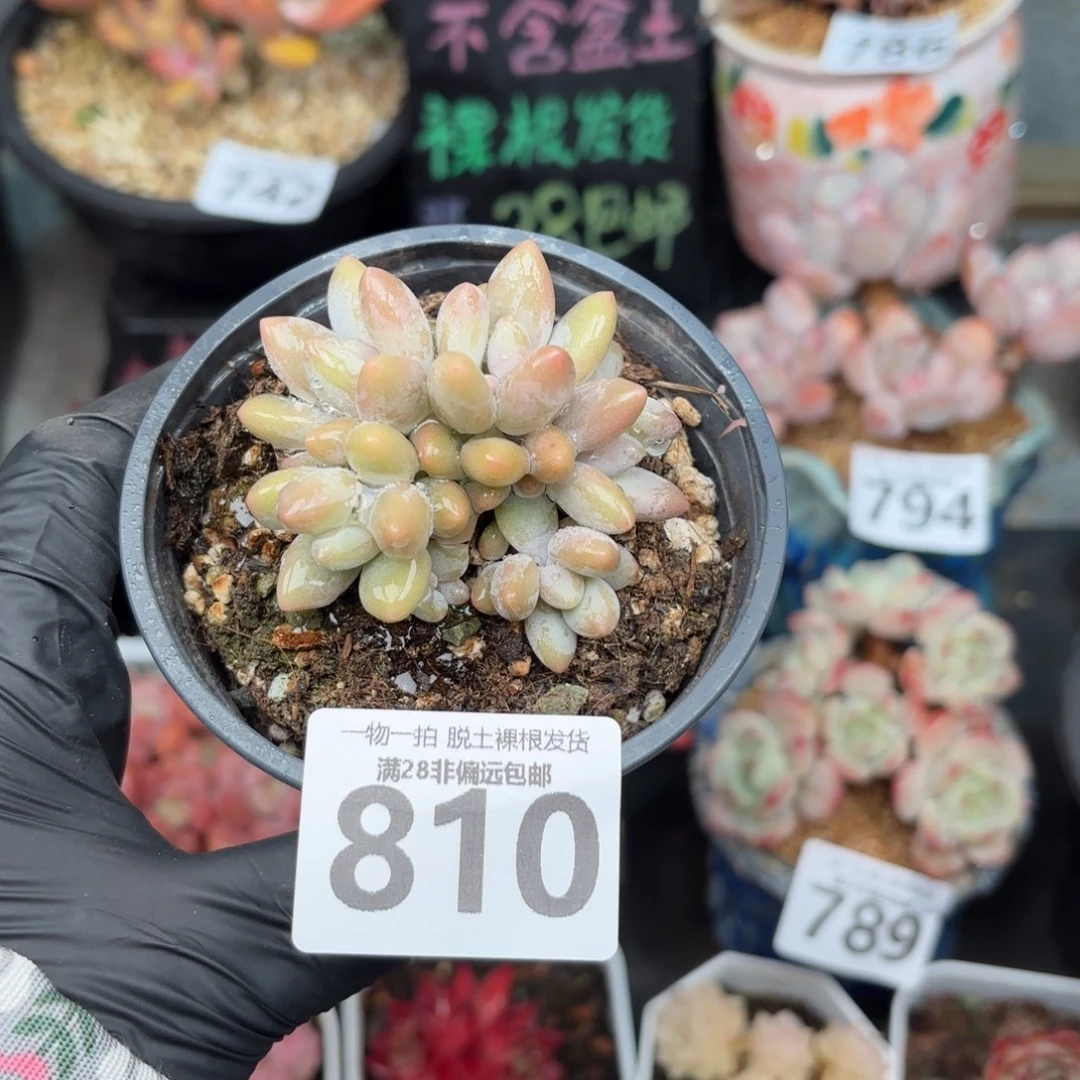 白兰地无盆土发货