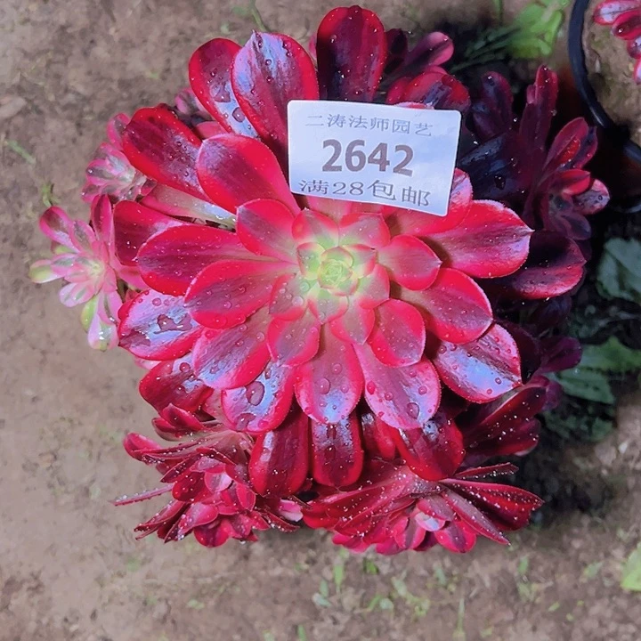 2642美杜莎多肉植物2号
