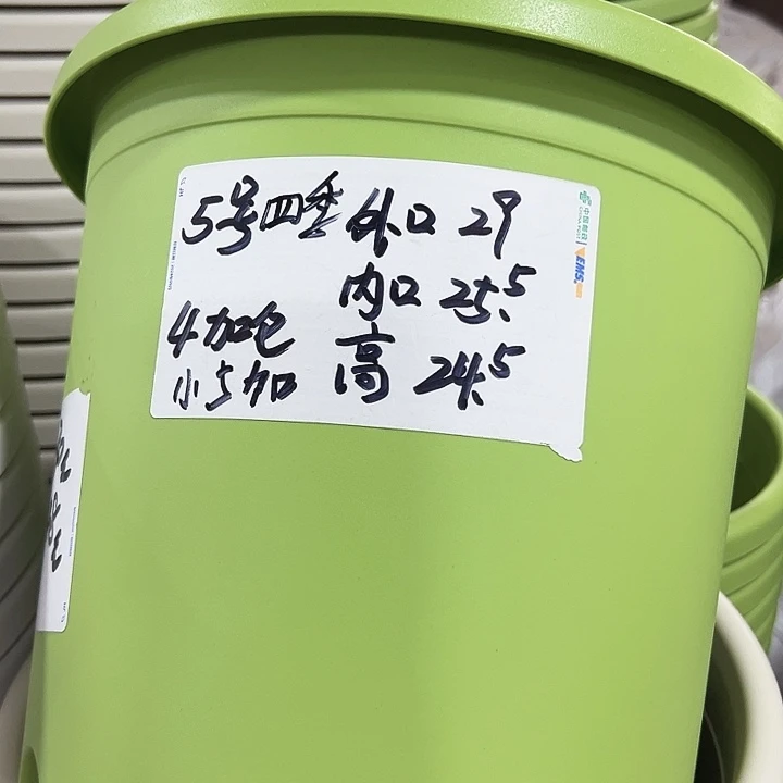 四季5号特价混色6个无托