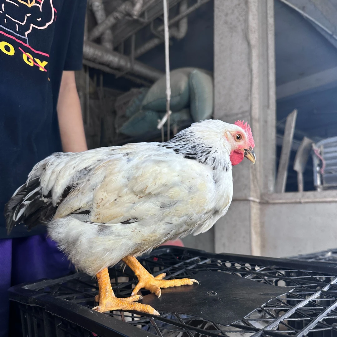 白芦花鸡好看好养健康已打疫苗宠物鸡长尾鸡单只1斤
