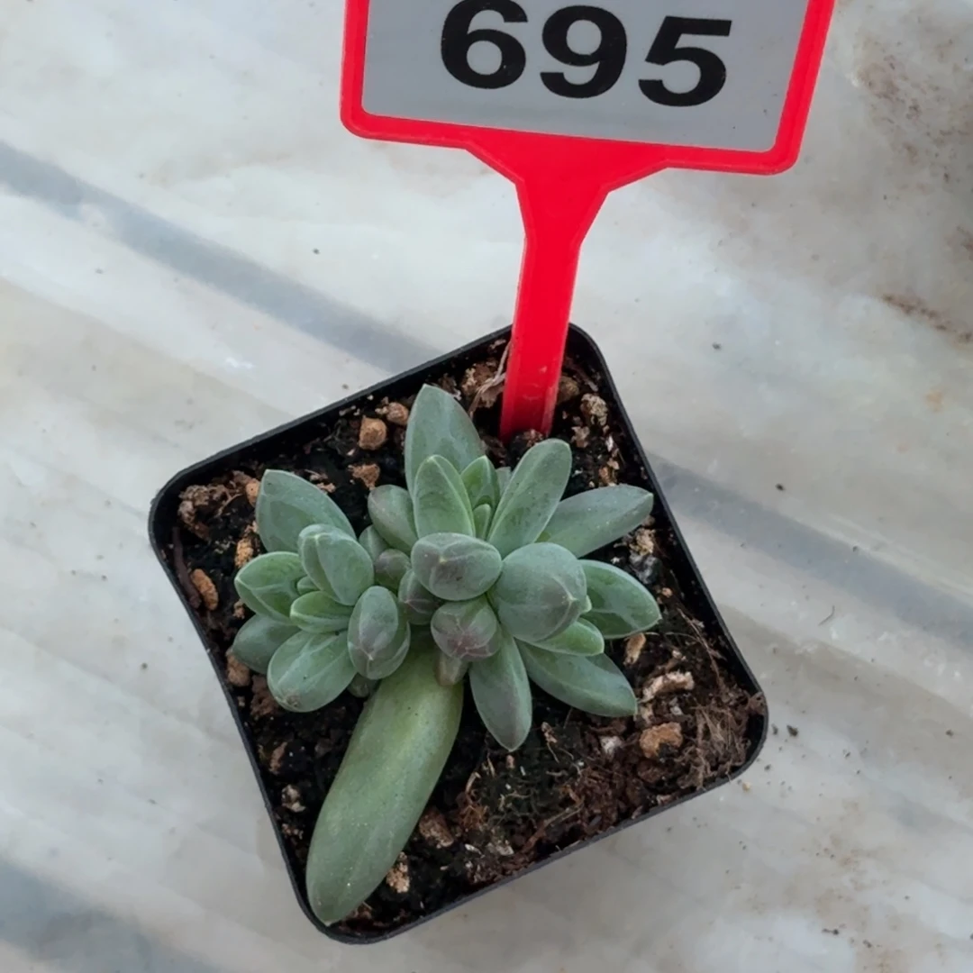 多肉植物雪戴粒群695