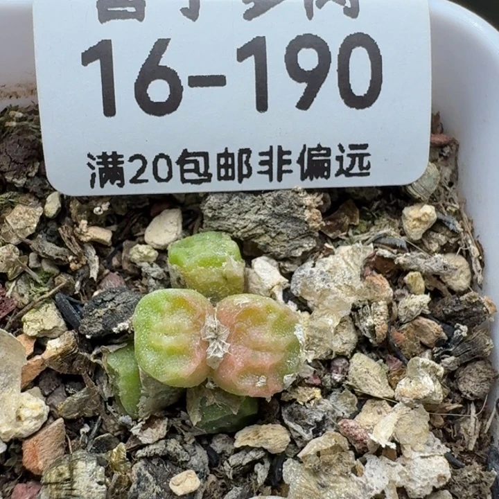 方烧1410.657带盆土        0000