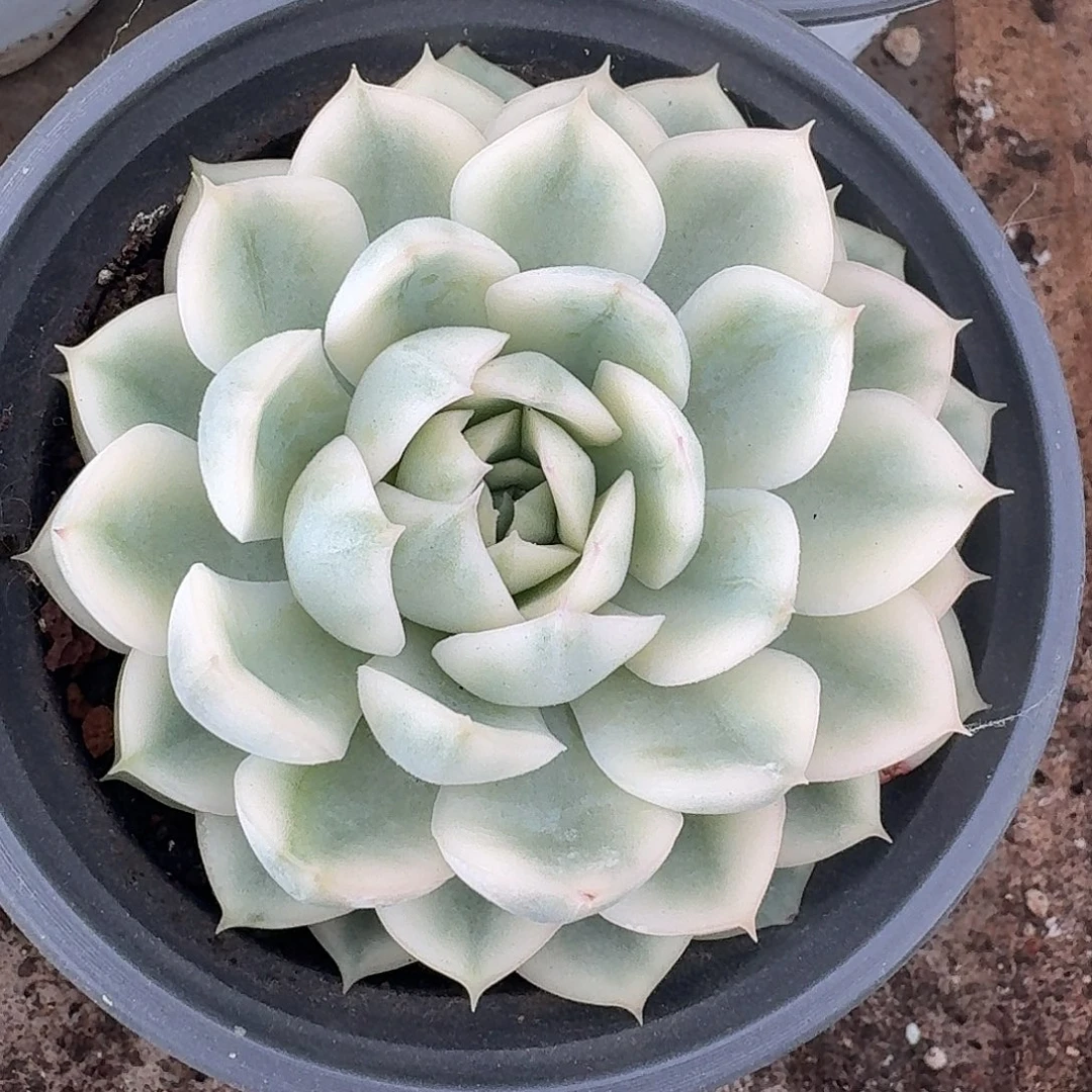 月亮仙子一物一拍