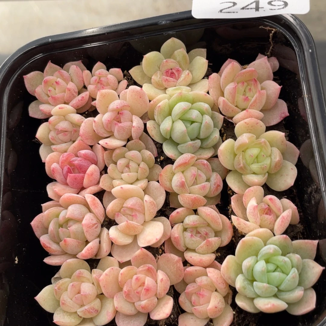 云糖心多肉植物249