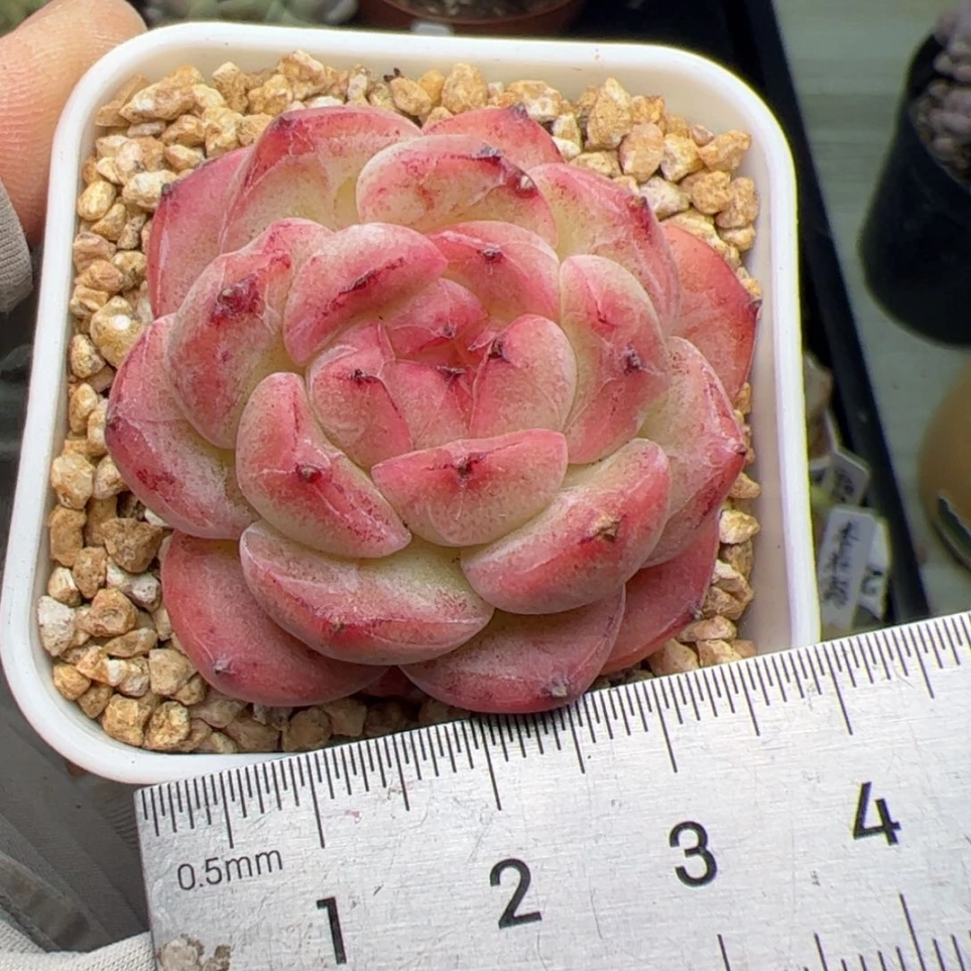 462 多肉植物组合盆栽