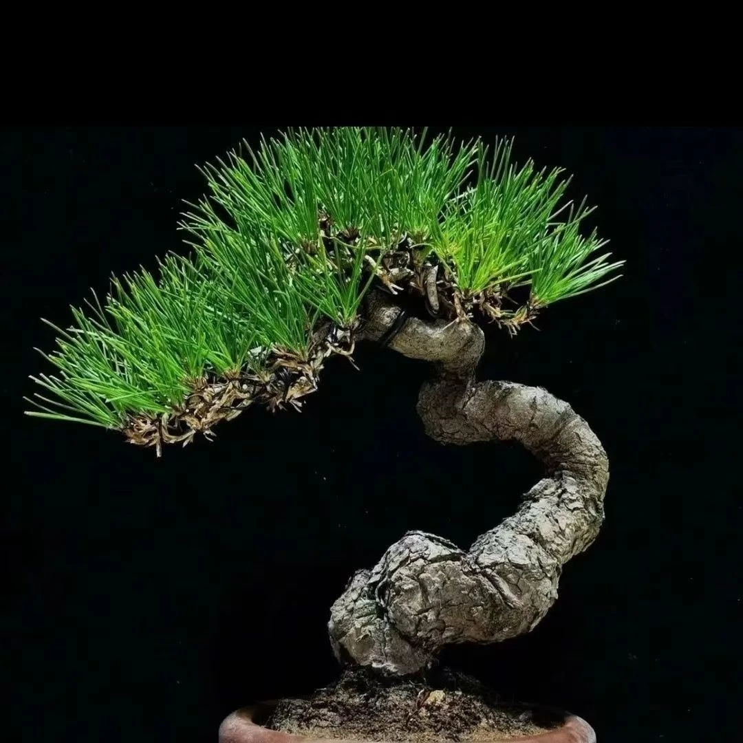 【黑松】盆景素材老桩临水龙游文人造型