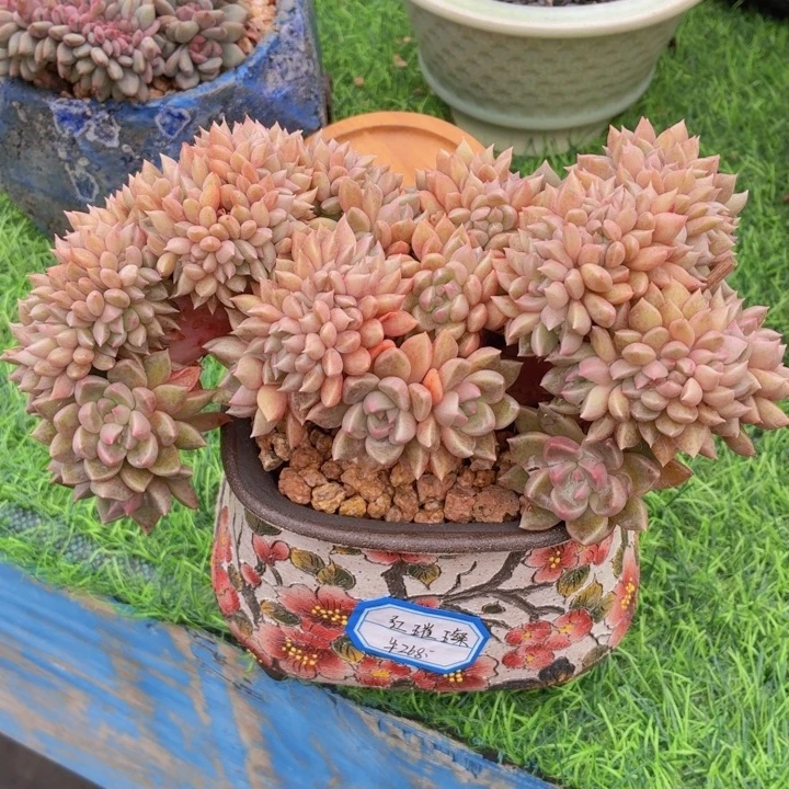 多肉植物红璀璨缀-4