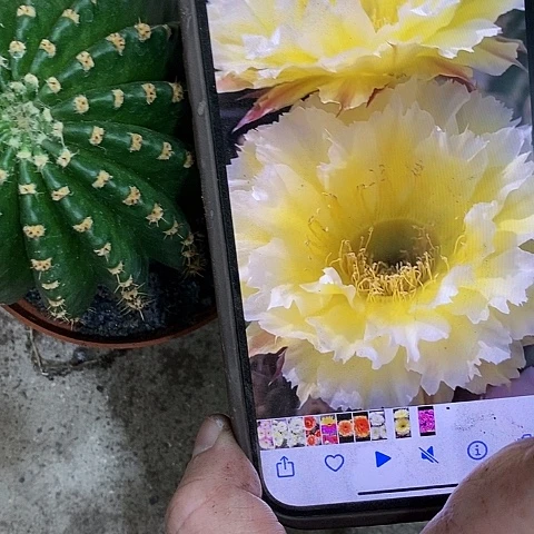 梨花落仙人球，268900