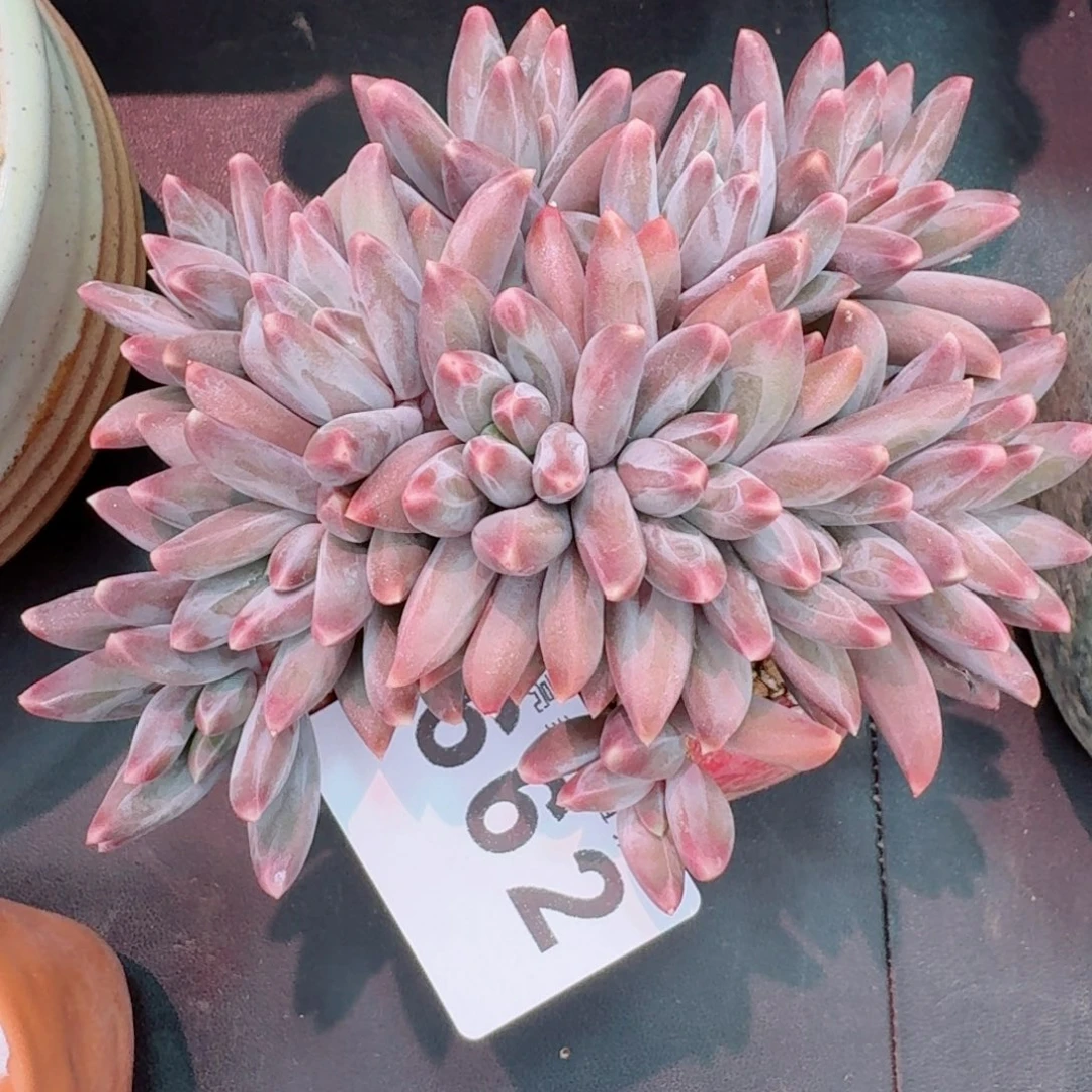 伊卡      愿你一路坦途，乘风破浪展宏图