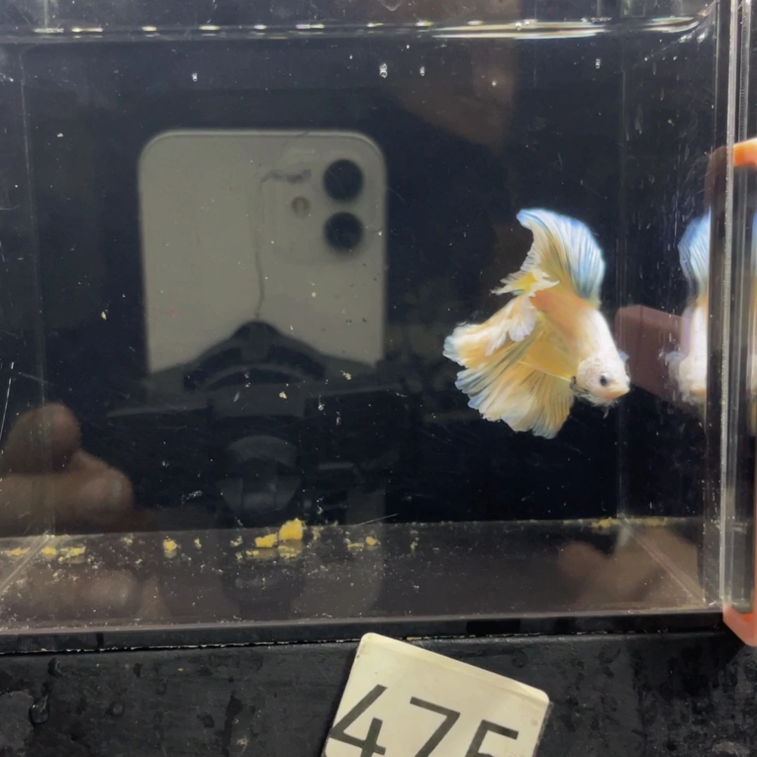 蓝口孵鱼Hahahahah 475