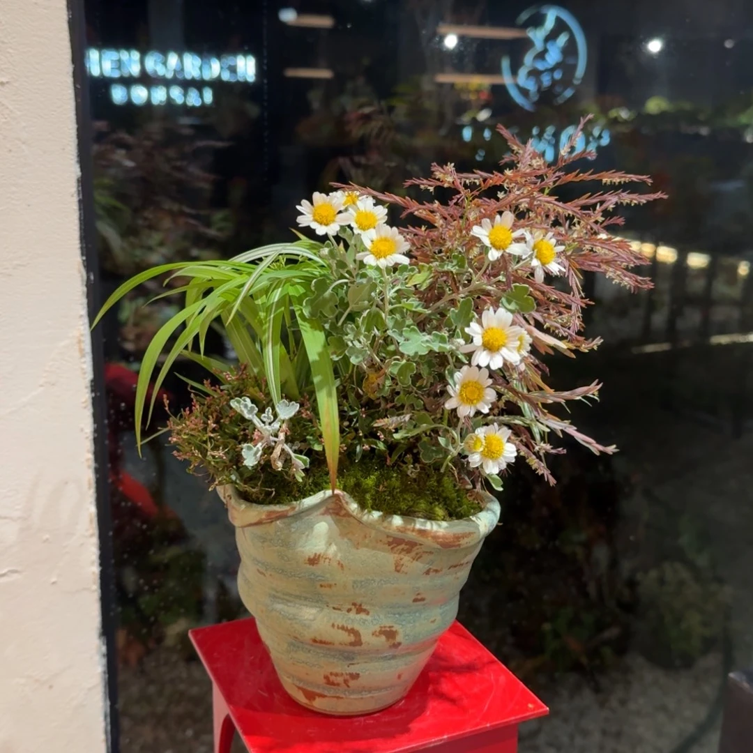 全部花朵山野草手作盆