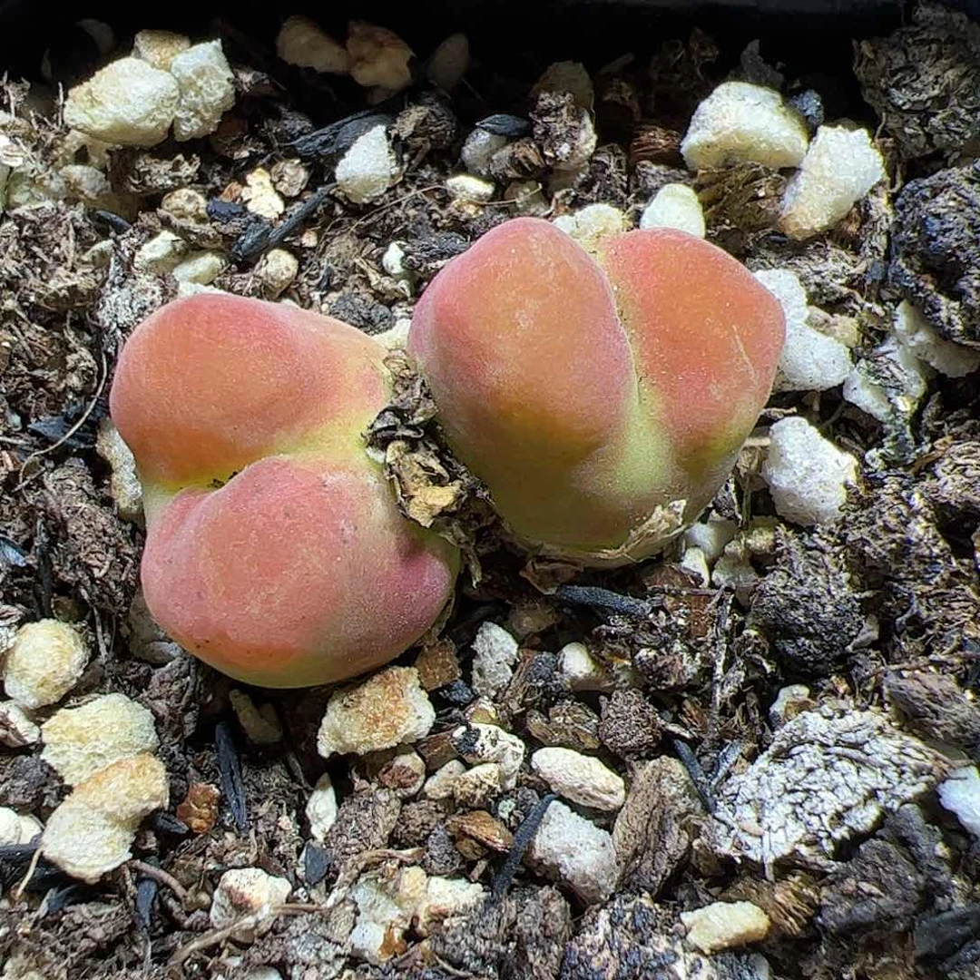【闪购商品】175  开播福利